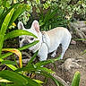 animal, canine, collar, curious, dirt, dog, ears, french_bulldog, fur, garden, greenery, ground, leaves, nature, outdoor, pet, plants, roots, small_dog, snout