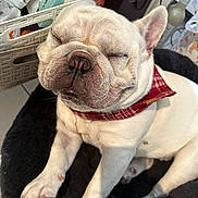 Archibald is registered to the contest to win money with this photo: animal, bandana, bed, closeup, companion, cozy, cute, dog, domestic, ear, face, french_bulldog, fur, indoor, paw, pet, resting, sleeping, snout, white_fur