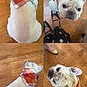 Archibald is registered to the contest to win money with this photo: animal, canine, casual, collage, companion, curious, cute, dog, footwear, french_bulldog, fur, indoor, looking_up, multiple_views, pet, portrait, scarf, sitting, white_dog, wooden_floor
