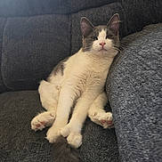 Sushi is registered to the contest to win money with this photo: cat, gray, white, fluffy, paws, tail, couch, furniture, relaxed, lounging, indoor, pet, sleepy, cute, animal, mammal, whiskers, ears, nose, fur