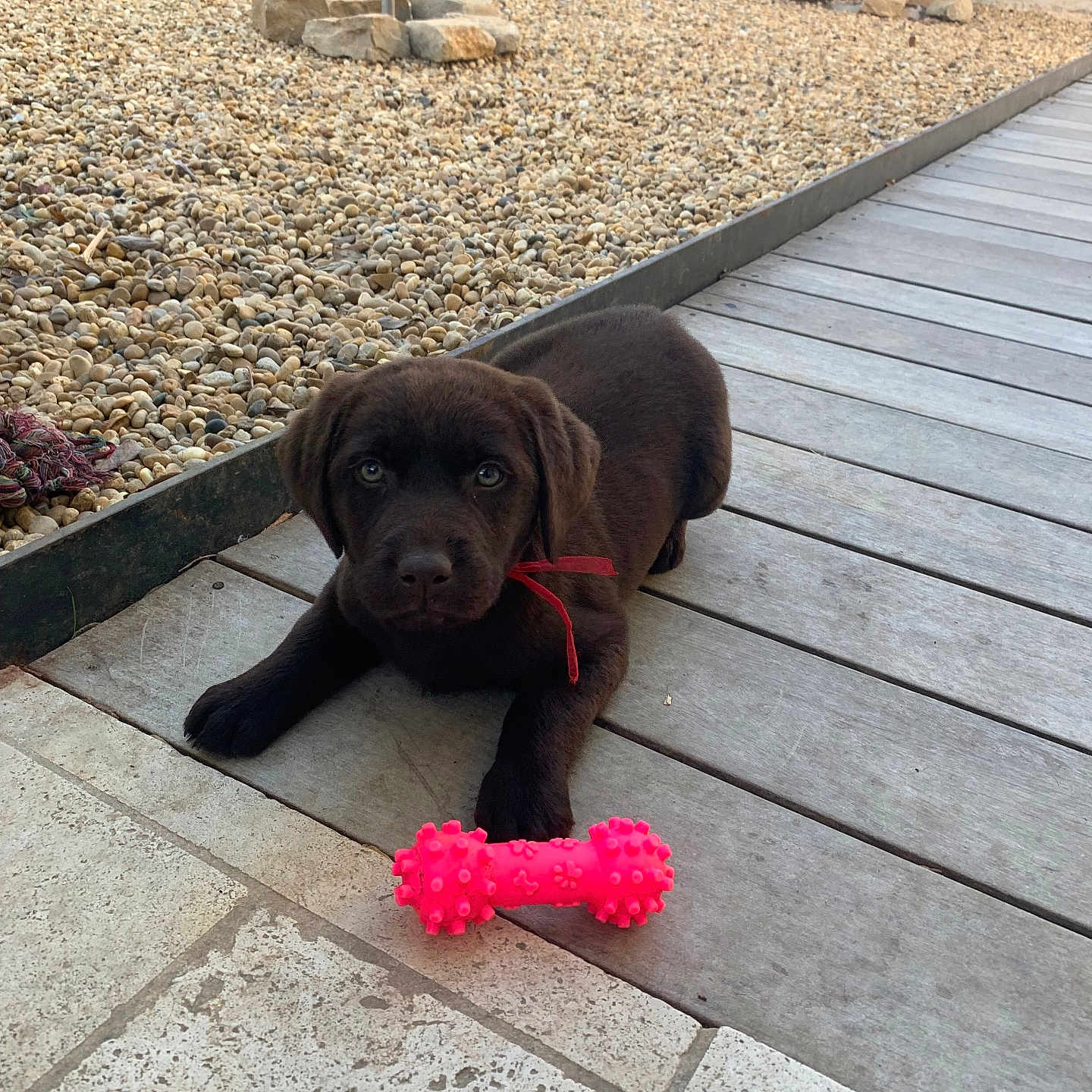 Inu a rejoint le concours — aidez-le/la à gagner de superbes lots ! animal, brown_dog, chocolate_lab, collar, cute, dog, doghouse, fence, garden, gravel, nature, outdoor, pet, pink_toy, playful, puppy, resting, toy, wooden_deck, young_dog
