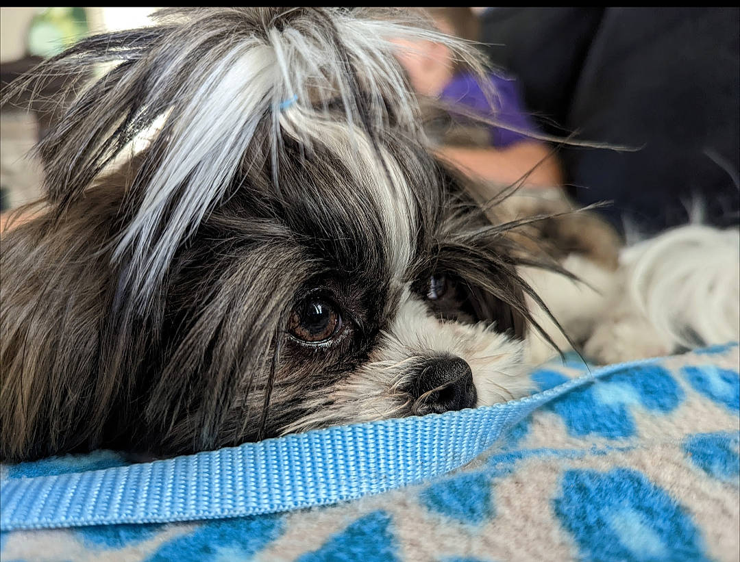 Nora joined the competition — help win amazing prizes! canidae, carnivore, comfort, companion_dog, dog, dog_breed, dog_supply, ear, fawn, fur, liver, mal_shi, puppy, small_terrier, snout, sporting_group, terrestrial_animal, toy_dog, whiskers, working_animal