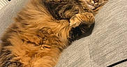Ella participe au concours pour gagner de l'argent avec cette photo : cat, sleeping, fluffy, feline, couch, indoor, relaxed, pet, fur, cozy, resting, domestic_animal, whiskers, paw, closed_eyes, mammal, comfort, home, soft, animal