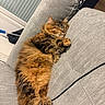 Ella a rejoint le concours — aidez-le/la à gagner de superbes lots ! cat, tabby, fluffy, sleeping, couch, indoor, pet, relaxed, feline, cozy, fur, paw, window, blind, home, furniture, domestic_animal, resting, animal, cute