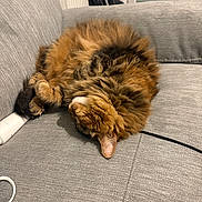 Ella a rejoint le concours — aidez-le/la à gagner de superbes lots ! cat, tabby_cat, fluffy, sleeping, couch, furniture, indoor, cozy, pet, fur, resting, curled_up, household, mop, cable, grey, domestic, cute, relaxing, animal