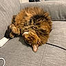 cat, tabby_cat, fluffy, sleeping, couch, furniture, indoor, cozy, pet, fur, resting, curled_up, household, mop, cable, grey, domestic, cute, relaxing, animal