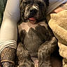 Moose is registered to the contest to win money with this photo: arms, blanket, canine, companion, cozy, cute, dog, domestic_animal, fur, indoor, napping, paw, pet, puppy, relaxation, resting, sleeping, tattoo, tongue_out, warmth