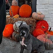 Moose joined the competition — help win amazing prizes! autumn, black, concrete, dog, fall, gourd, gray, hay, leash, orange, outdoor, person, pumpkin, puppy, reflection, seasonal, shoe, sidewalk, white, window