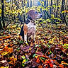 dog, beagle, autumn, forest, leaves, sunlight, nature, outdoor, animal, sitting, trees, fall, colorful, canine, collar, branch, ground, daylight, park, woodland