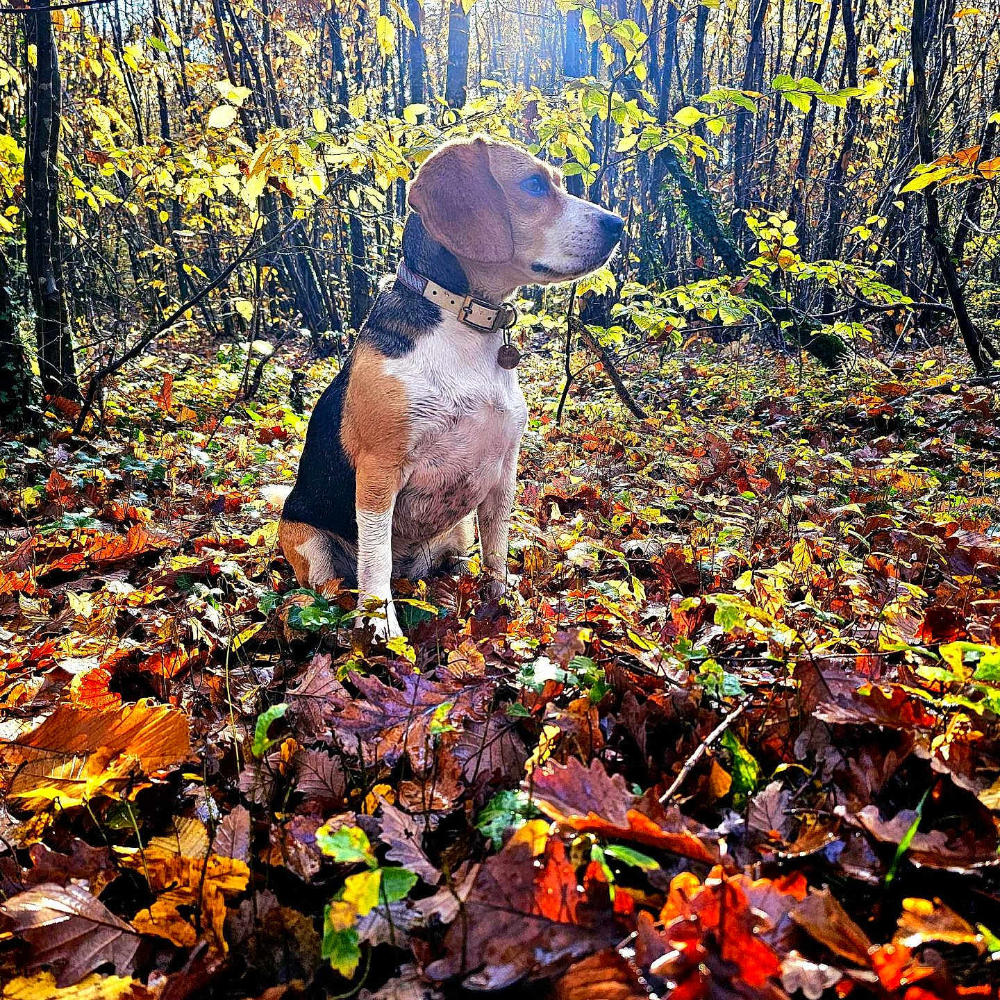 Silla participe au concours pour gagner de l'argent avec cette photo : dog, beagle, autumn, forest, leaves, sunlight, nature, outdoor, animal, sitting, trees, fall, colorful, canine, collar, branch, ground, daylight, park, woodland