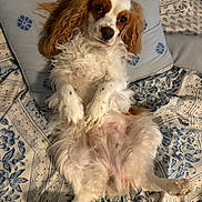 Lady Marie joined the competition — help win amazing prizes! dog, cavalier_king_charles_spaniel, lying_down, bed, pillow, fluffy, white, brown, ears, fur, pet, domestic_animal, cute, indoor, resting, looking_up, patterned_bedspread, cozy, animal, portrait