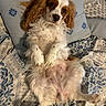 dog, cavalier_king_charles_spaniel, lying_down, bed, pillow, fluffy, white, brown, ears, fur, pet, domestic_animal, cute, indoor, resting, looking_up, patterned_bedspread, cozy, animal, portrait