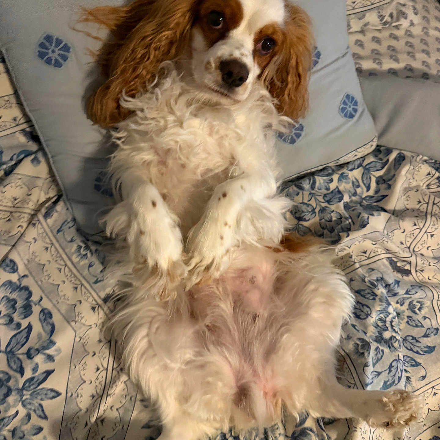 Lady Marie joined the competition — help win amazing prizes! dog, cavalier_king_charles_spaniel, lying_down, bed, pillow, fluffy, white, brown, ears, fur, pet, domestic_animal, cute, indoor, resting, looking_up, patterned_bedspread, cozy, animal, portrait