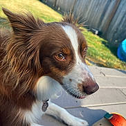 Aspen is registered to the contest to win money with this photo: dog, brown, white, close_up, outdoor, sunny, grass, fence, toy, kiddie_pool, pet, animal, ears, nose, collar, relaxing, portrait, playful, daylight, side_view