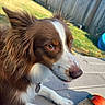 dog, brown, white, close_up, outdoor, sunny, grass, fence, toy, kiddie_pool, pet, animal, ears, nose, collar, relaxing, portrait, playful, daylight, side_view