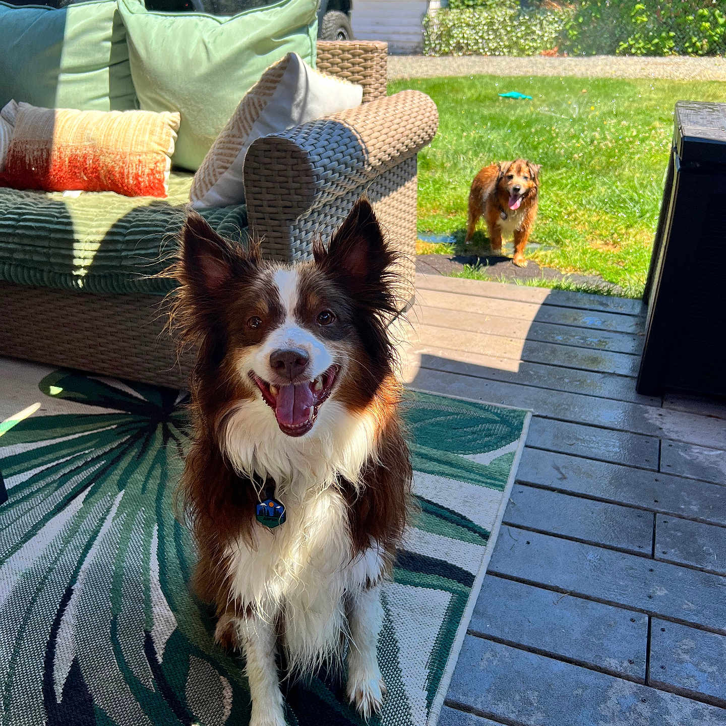 Aspen joined the competition — help win amazing prizes! dog, outdoor, grass, patio, rug, sunlight, smiling, happy, furniture, pillows, couch, truck, greenery, yard, tongue_out, pet, canine, daylight, wood_floor, playful