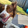 dog, brown, white, happy, tongue_out, ears_up, outdoor, sunny, backyard, grass, fence, toy, pet, canine, playful, closeup, smiling, animal, relaxed, daytime