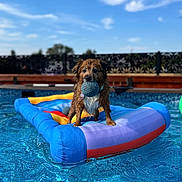 Sadie joined the competition — help win amazing prizes! dog, pool, water, inflatable, ball, wet, summer, outdoor, pet, playful, blue_sky, sunny, animal, floating, recreation, fun, leisure, fence, daytime, canine