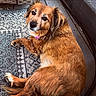 Sadie joined the competition — help win amazing prizes! dog, brown_fur, pet, animal, lying_down, looking_back, collar, indoor, floor, rug, ears, tail, paw, cute, domestic_animal, fur, canine, relaxed, companion, friendly