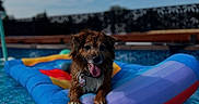 Sadie is registered to the contest to win money with this photo: dog, pool, inflatable_float, water, blue_sky, sunny, tongue_out, pet, summer, outdoor, happy, wet, animal, recreation, leisure, daytime, canine, floating, vacation, playful
