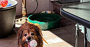 Sadie joined the competition — help win amazing prizes! animal, ball, chair, collar, container, curtain, dog, fence, floor, outdoor, pet, playful, porch, shadow, sunlight, table, toy, water, wet_dog, window