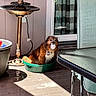 Sadie is registered to the contest to win money with this photo: dog, wet_dog, green_basin, donut, sprinkles, patio, sunlight, water_fountain, potted_plant, glass_table, cushioned_chair, floor_tiles, window, curtains, outdoor, pet, animal, relaxing, playful, happy