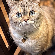 Thumbilna is registered to the contest to win money with this photo: cat, blue_eyes, fluffy, collar, bell, tag, chair, pet, domestic_animal, whiskers, close_up, feline, indoor, curious, sitting, portrait, animal, fur, mammal, cute