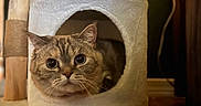 Thumbilna is registered to the contest to win money with this photo: cat, cat_tower, pet, indoor, wood_floor, plush, cozy, feline, curious, animal, pet_accessory, toy, rope, wood, home_interior, cute, whiskers, ears, face, playful