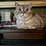 Thumbilna joined the competition — help win amazing prizes! cat, pet, animal, cute, feline, collar, wide_eyes, indoor, wooden_surface, closeup, portrait, tabby, whiskers, ears, face, fur, domestic_cat, sitting, looking, curious
