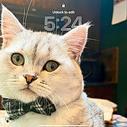 Dumble joined the competition — help win amazing prizes! cat, close_up, bow_tie, indoor, pet, feline, curious, green_eyes, whiskers, face, cute, domestic_animal, animal_portrait, cozy, furniture, shelf, mugs, phone_overlay, time_display, lock_screen