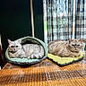 Dumble joined the competition — help win amazing prizes! cat, cats, indoor, pet, feline, cozy, bed, mat, table, wooden_table, curtains, window, daylight, resting, domestic_animal, fur, cute, relaxed, two_cats, house