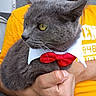 Smokey joined the competition — help win amazing prizes! cat, gray_cat, yellow_shirt, red_bow_tie, white_collar, hand, person, pet, animal, close_up, portrait, feline, domestic_animal, fur, whiskers, holding, indoor, cute, looking_away, casual_clothing