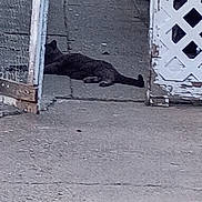 Smokey is registered to the contest to win money with this photo: cat, animal, outdoor, concrete, fence, chain_link_fence, lattice_fence, gray, resting, sidewalk, quiet, urban, pet, alone, daytime, shadow, ground, texture, nature, relaxing