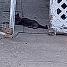 cat, animal, outdoor, concrete, fence, chain_link_fence, lattice_fence, gray, resting, sidewalk, quiet, urban, pet, alone, daytime, shadow, ground, texture, nature, relaxing