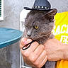 Smokey joined the competition — help win amazing prizes! cat, gray_cat, cowboy_hat, pet, person, hand, yellow_shirt, outdoor, table, chair, feline, fur, animal, domestic_animal, closeup, holding, face, whiskers, eyes, expression