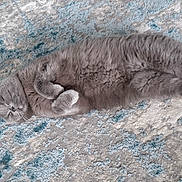 Kimchi joined the competition — help win amazing prizes! cat, gray_cat, pet, sleeping, relaxed, fluffy, fur, indoor, carpet, texture, cute, animal, resting, cozy, paws, mammal, sleep, domestic_cat, laying_down, whiskers