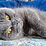 Kimchi joined the competition — help win amazing prizes! cat, gray_cat, close_up, amber_eyes, whiskers, paw, fur, pet, relaxed, lying_down, indoor, cozy, texture, blue_background, animal, mammal, cute, domestic_cat, feline, portrait