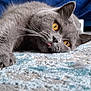 Kimchi is registered to the contest to win money with this photo: cat, grey_cat, feline, pet, animal, indoor, carpet, paw, whiskers, tongue_out, cute, close_up, relaxed, lying_down, fur, yellow_eyes, home, cozy, blue_couch, stretching