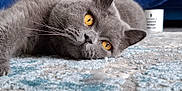 Kimchi is registered to the contest to win money with this photo: cat, gray_cat, pet, animal, feline, lying_down, carpet, indoor, close_up, whiskers, ears, eyes, fur, cozy, relaxed, home, soft_texture, background, blue_blanket, floor