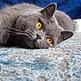 cat, gray_cat, pet, animal, feline, lying_down, carpet, indoor, close_up, whiskers, ears, eyes, fur, cozy, relaxed, home, soft_texture, background, blue_blanket, floor