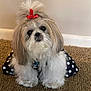 dog, puppy, shih_tzu, pet, red_bow, topknot, polka_dot, dress, collar, fluffy, long_hair, white_fur, carpet, indoor, portrait, cute, small_dog, sitting, wall, baseboard