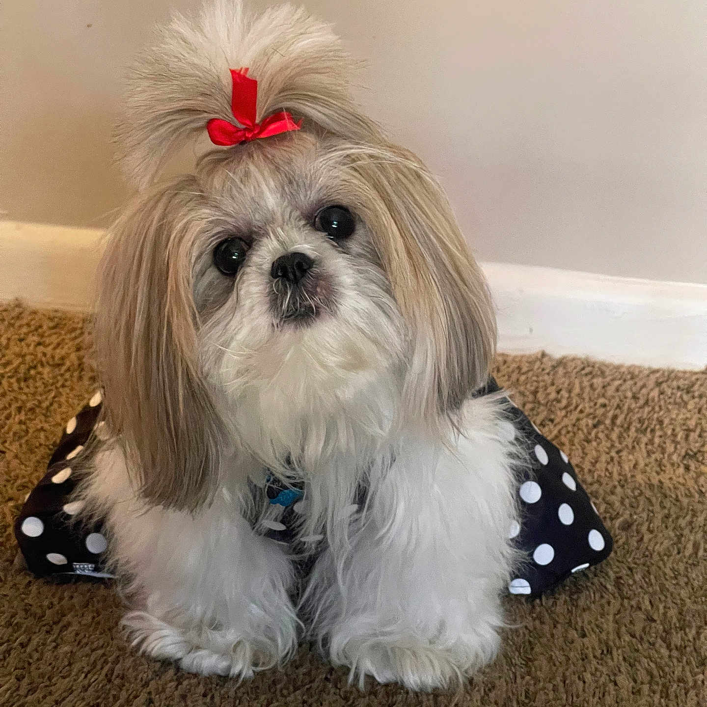 Princess Zora joined the competition — help win amazing prizes! baseboard, carpet, collar, cute, dog, dress, fluffy, indoor, long_hair, pet, polka_dot, portrait, puppy, red_bow, shih_tzu, sitting, small_dog, topknot, wall, white_fur