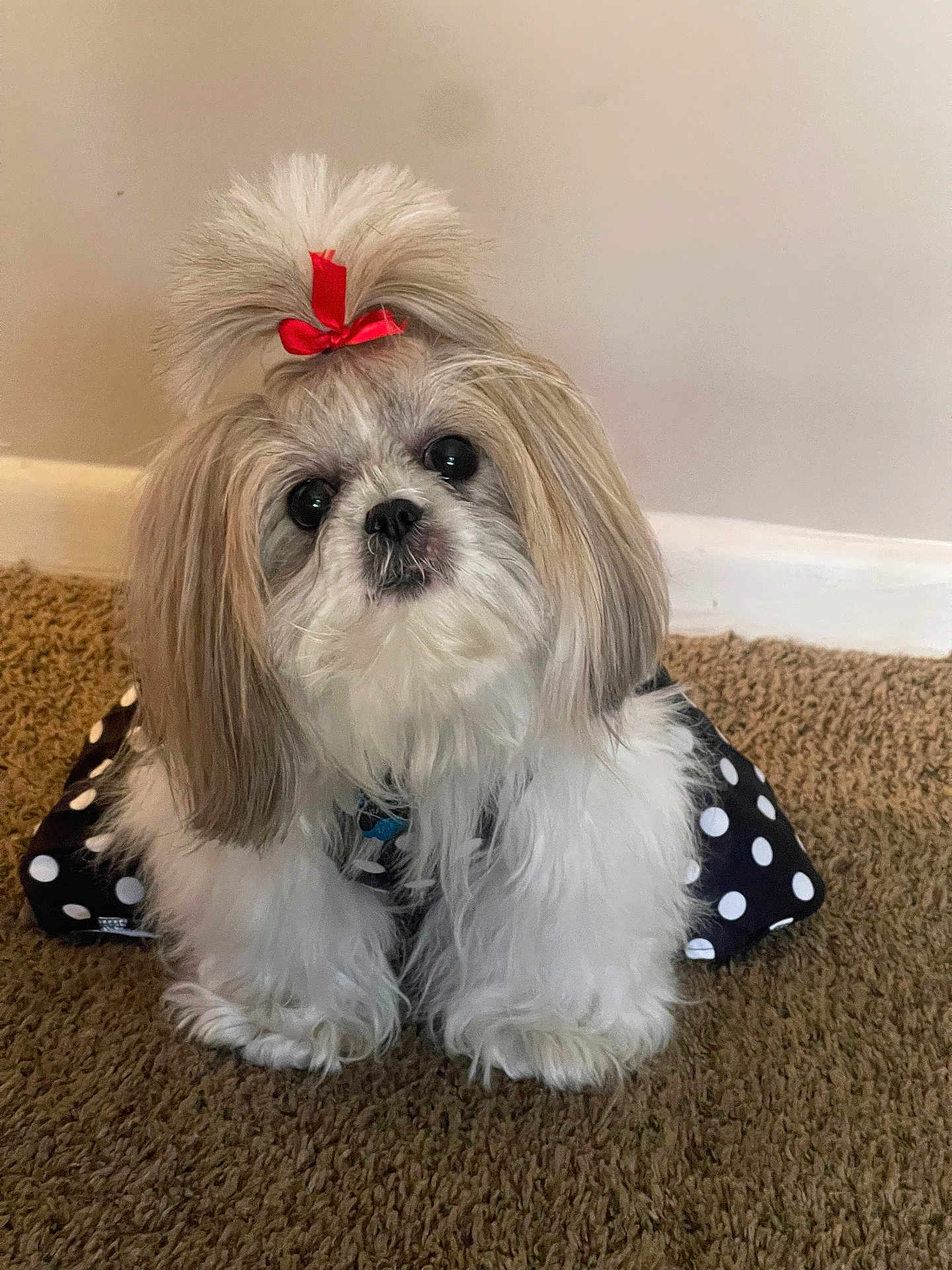 Princess Zora joined the competition — help win amazing prizes! dog, puppy, shih_tzu, pet, red_bow, topknot, polka_dot, dress, collar, fluffy, long_hair, white_fur, carpet, indoor, portrait, cute, small_dog, sitting, wall, baseboard
