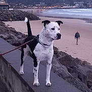 Pongo a rejoint le concours — aidez-le/la à gagner de superbes lots ! dog, beach, rocky_shore, sea, waves, leash, walking, person, dusk, cloudy_sky, coast, outdoor, animal, black_and_white, standing, side_view, calm, nature, scenic, water