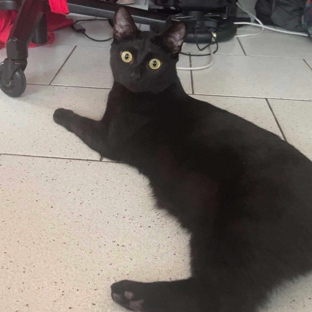 Maieky participe au concours pour gagner de l'argent avec cette photo : accessories, animal, architecture, bag, baggage, blackcat, building, cat, chair, e_scooter, furniture, indoors, kitten, manx, outdoors, pet, shelter, strap, transportation, vehicle