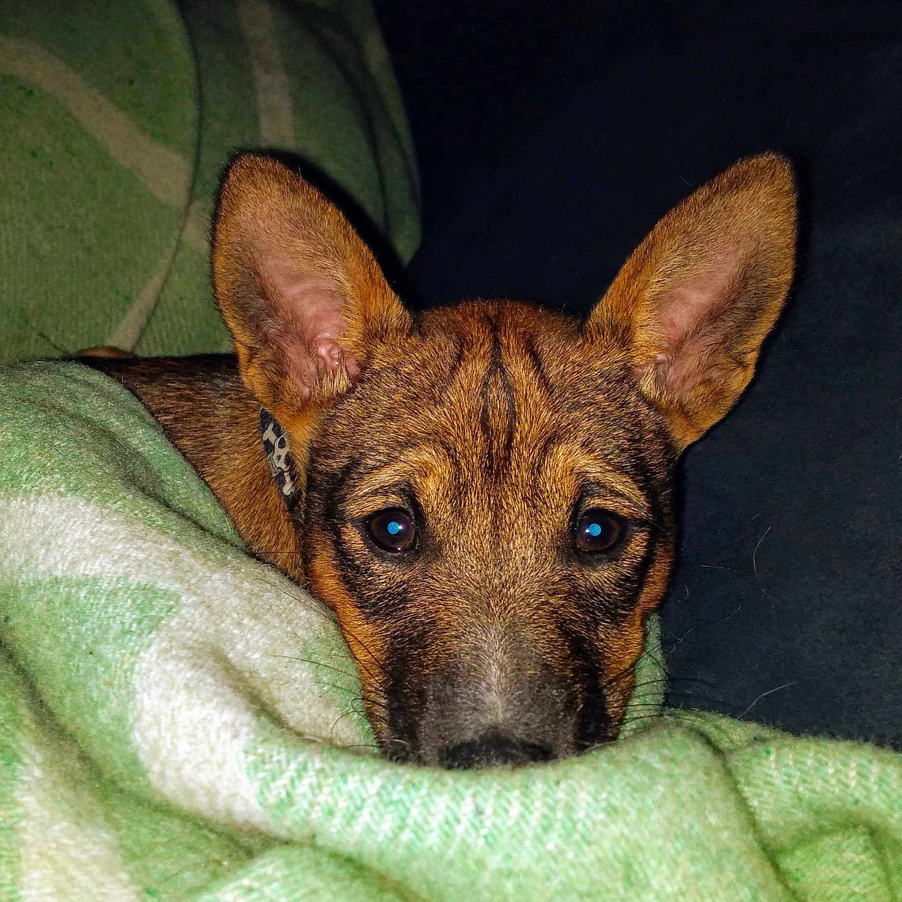 Penny