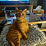 Kiki participe au concours pour gagner de l'argent avec cette photo : cat, orange_tabby, fluffy_cushion, remote_controls, coffee_table, tissue_box, candle, indoor, furniture, household_items, curious, pet, domestic_cat, seated, living_room, wooden_table, cozy, home, feline, closeup