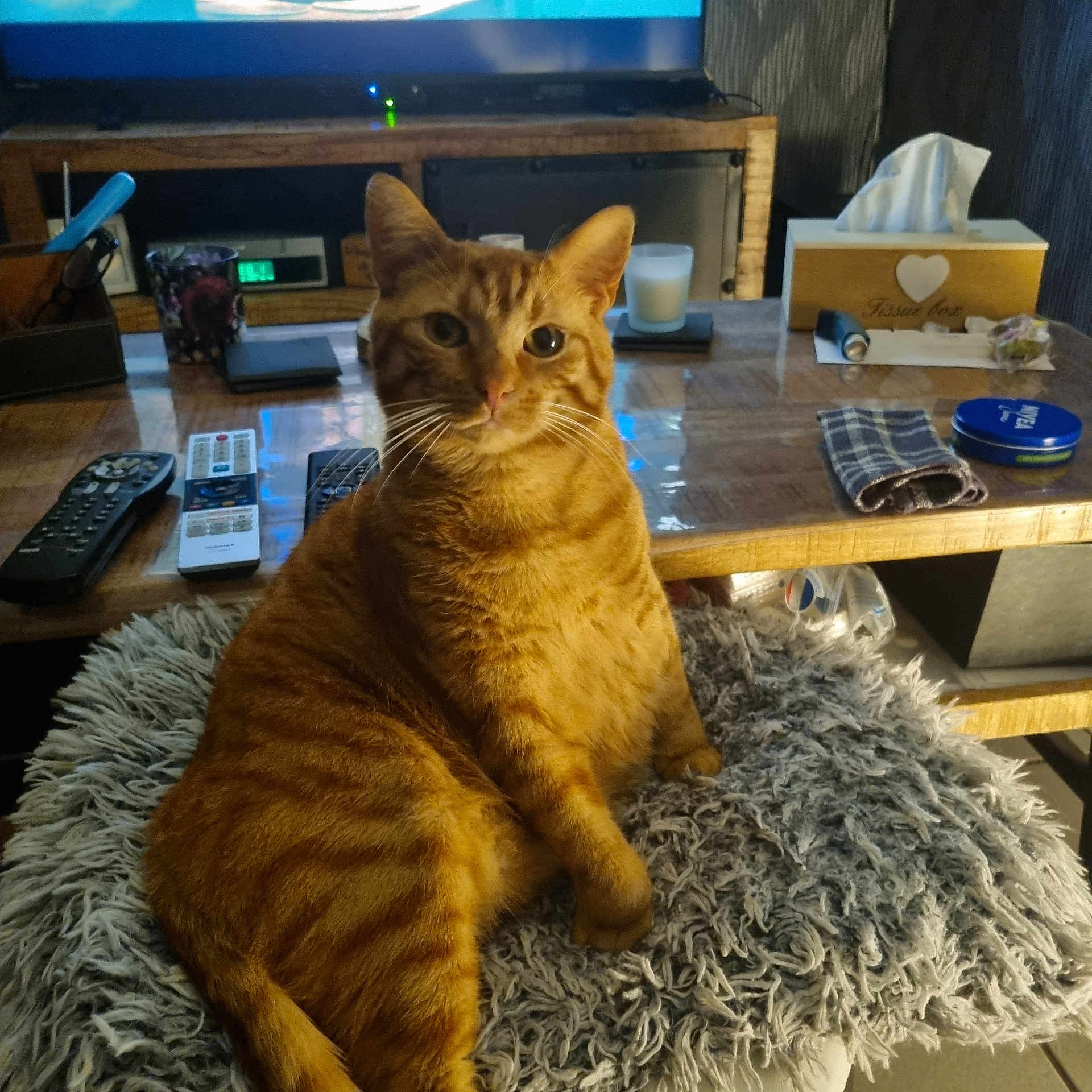 Kiki participe au concours pour gagner de l'argent avec cette photo : cat, orange_tabby, fluffy_cushion, remote_controls, coffee_table, tissue_box, candle, indoor, furniture, household_items, curious, pet, domestic_cat, seated, living_room, wooden_table, cozy, home, feline, closeup