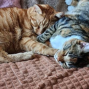 Kiki a rejoint le concours — aidez-le/la à gagner de superbes lots ! cat, sleeping, snuggling, orange_tabby, calico, fur, whiskers, pet, cozy, blanket, indoor, resting, cute, animal, domestic_cat, soft, relaxation, paw, close_up, companion