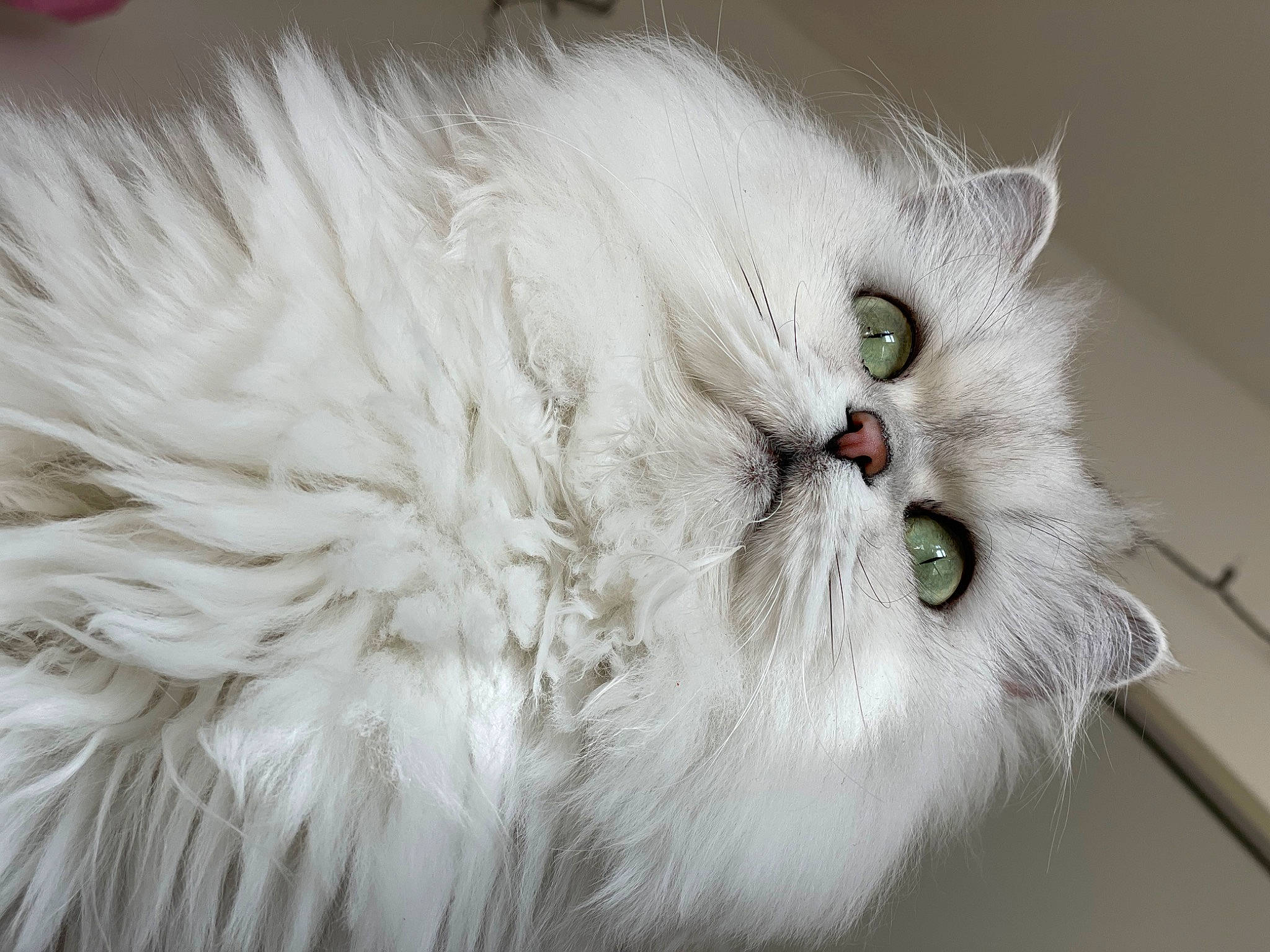 Floof joined the competition — help win amazing prizes! british_longhair, carnivore, cat, eye, felidae, fur, persian, plant, small_to_medium_sized_cats, snout, terrestrial_animal, whiskers